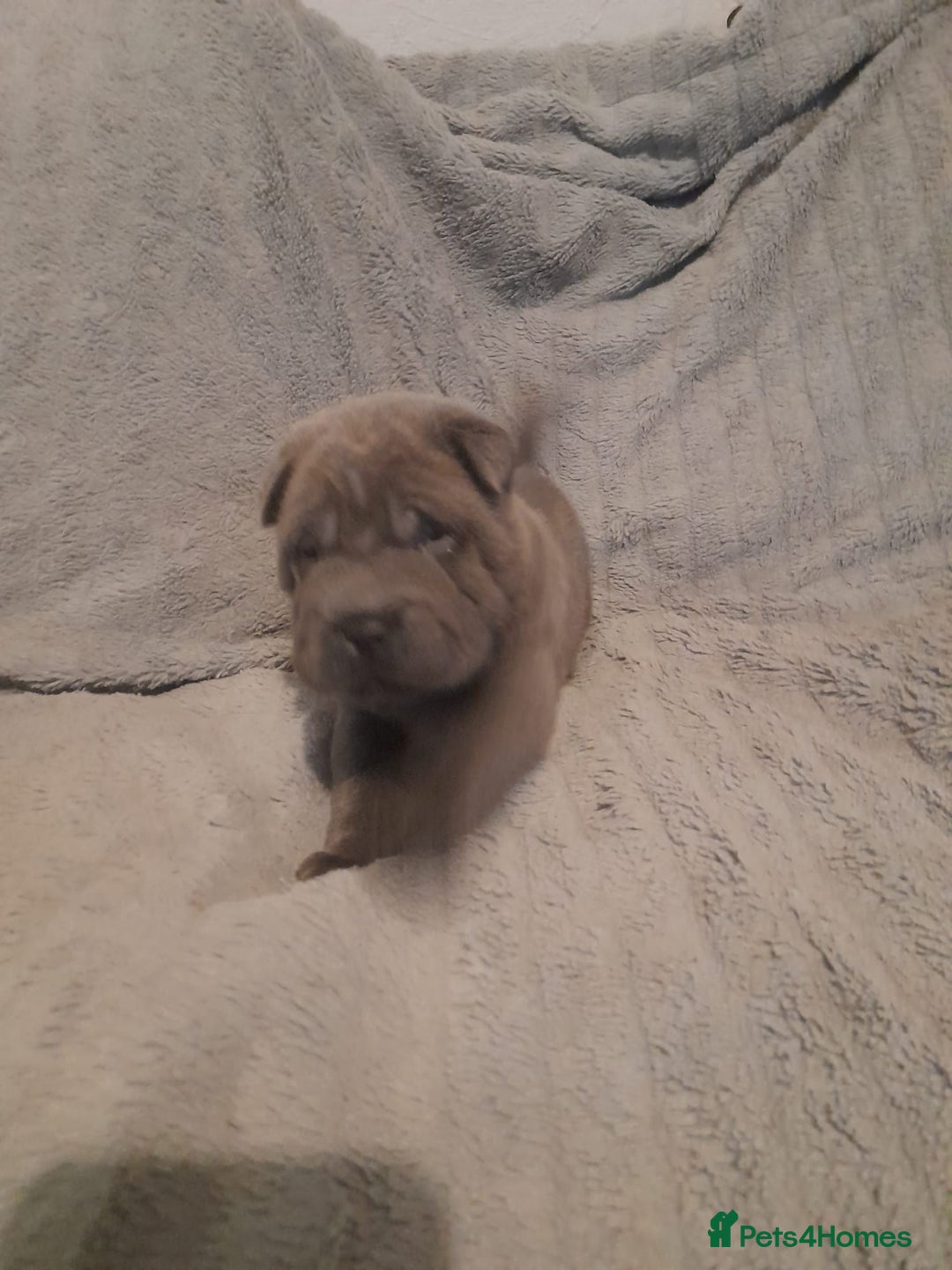 Shar Pei dogs for sale: Beautiful shar-pai pups  - Advert 2