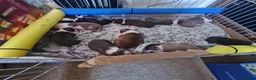 Boston Terrier dogs for sale: KC registered Boston Terrier Puppies  in Swanage - Advert 19