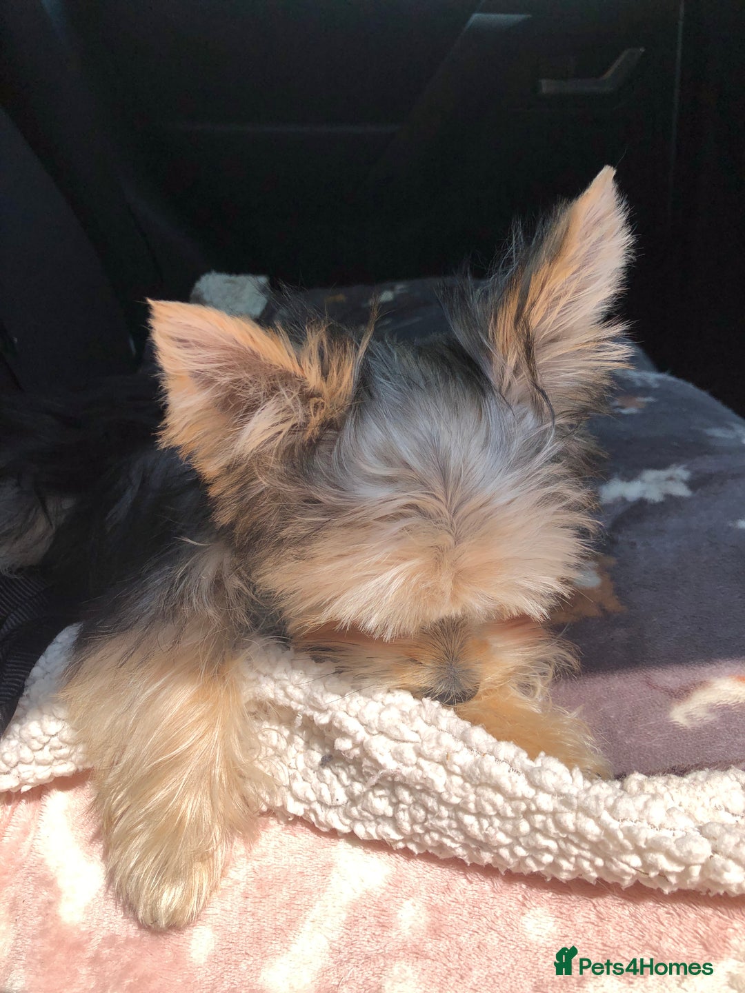 Morkie dogs for sale: Morkie Boy  - Advert 6