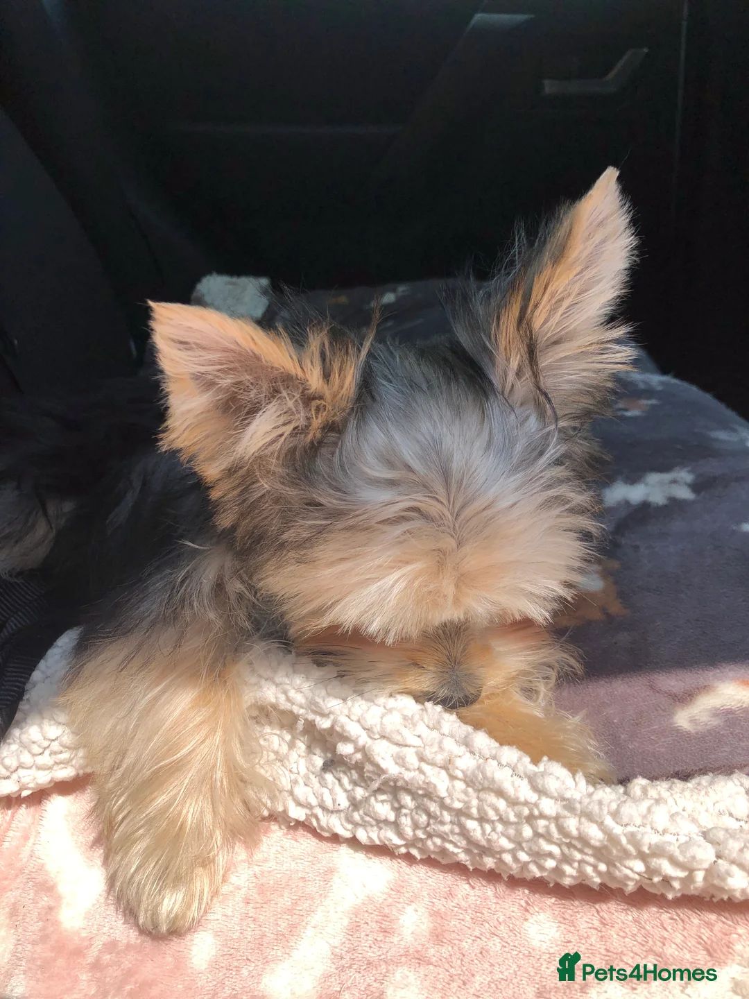 Morkie dogs for sale: Morkie Boy  - Advert 6