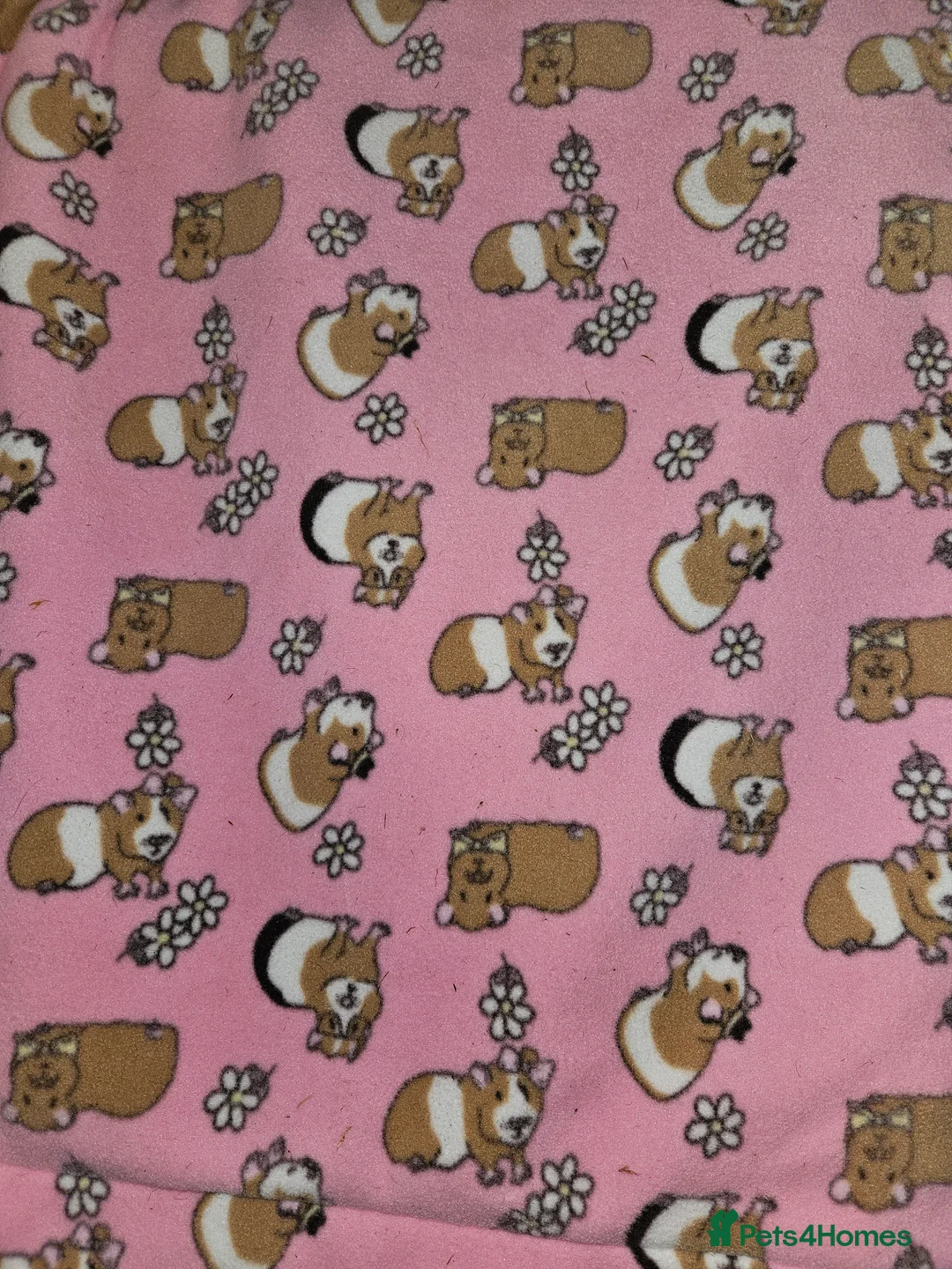 Guinea Pig rodents for sale: 2x skinny pigs plus full set up - Advert 4