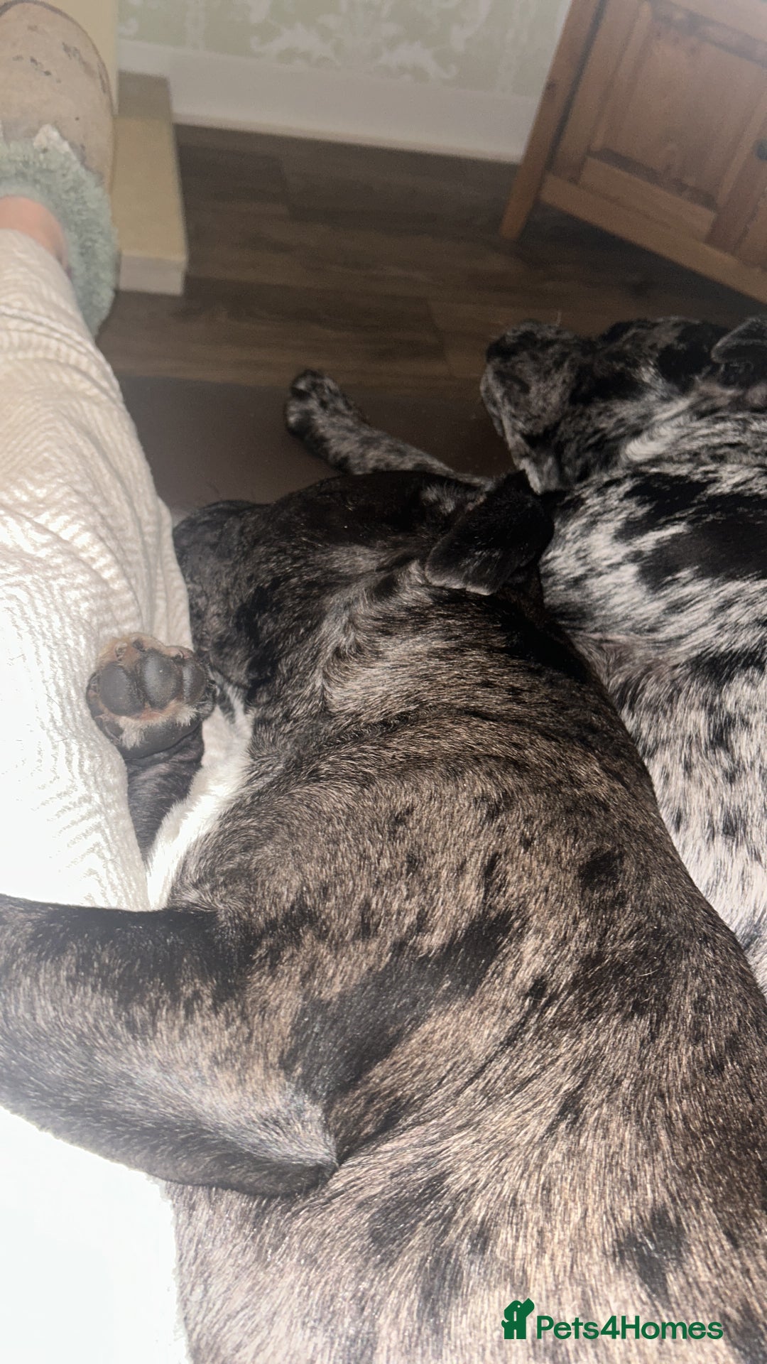 Staffordshire Bull Terrier dogs for stud: Merl Staffies  - Advert 4