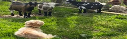 Goats livestock for sale: pygmy goats in Deeside - Advert 6