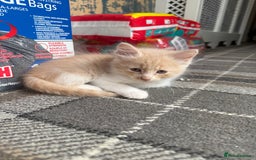 Ragdoll cats for sale: Part rag doll cream/white boy kittens ready now - Image 5