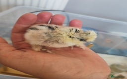 Chickens poultry for sale: USA silkie, jumbo coturnix, celadon quails - Image 21