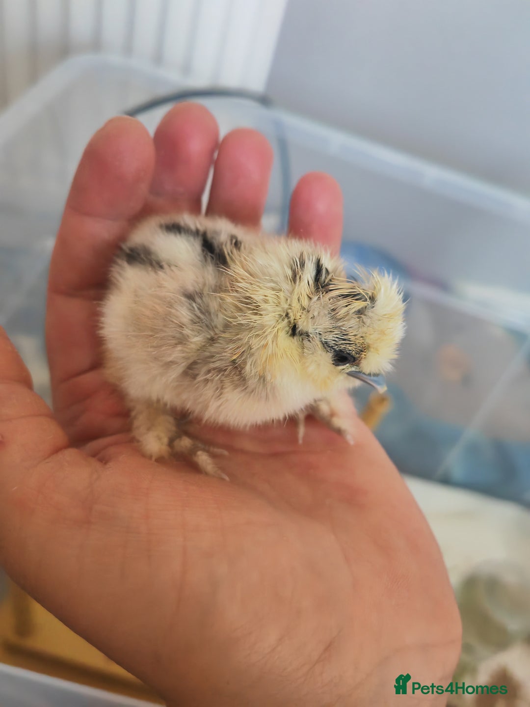 Chickens poultry for sale: USA silkie, jumbo coturnix, celadon quails - Image 21