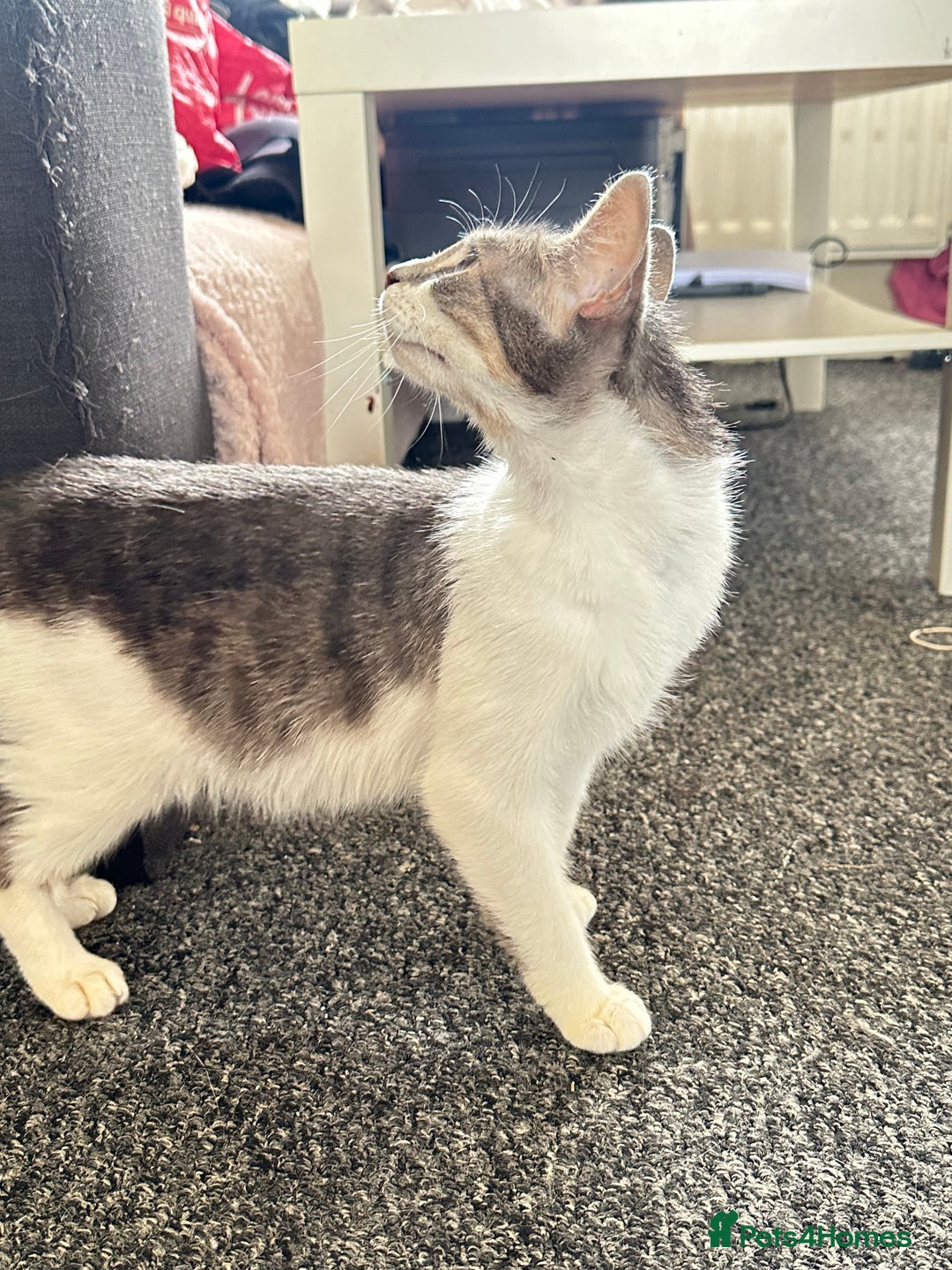 Domestic Shorthair cats for sale: Gorgeous tabby female cat in Salford - Image 8
