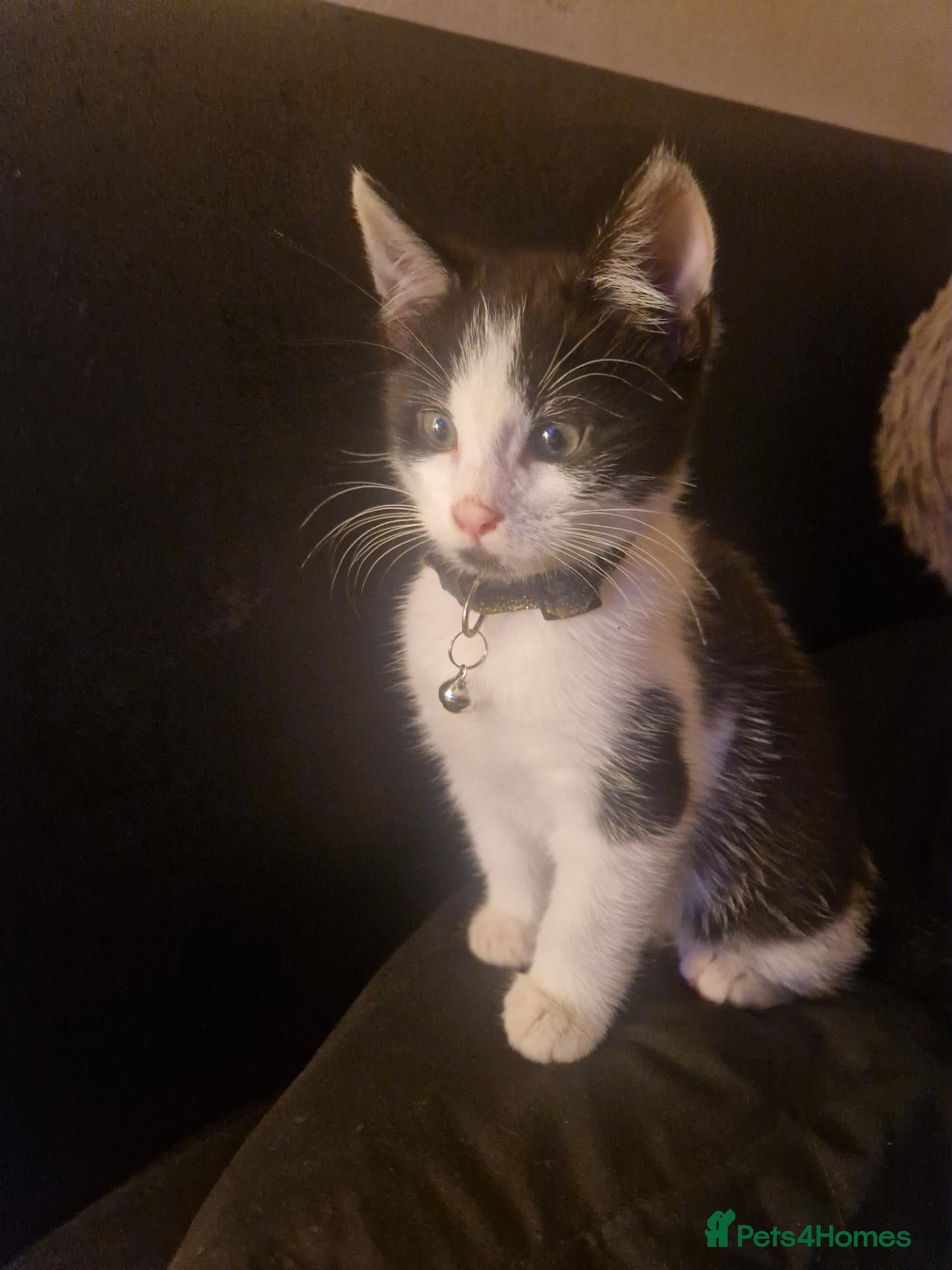 Mixed Breed cats for sale: ‼️ONLY 1 MALE KITTEN LEFT ‼️ - Advert 14
