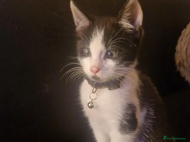 Mixed Breed cats for sale: ‼️ONLY 1 MALE KITTEN LEFT ‼️ - Advert 1