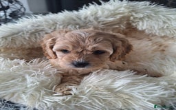Cavapoo dogs for sale: CAVAPOO PUPPIES - Image 10