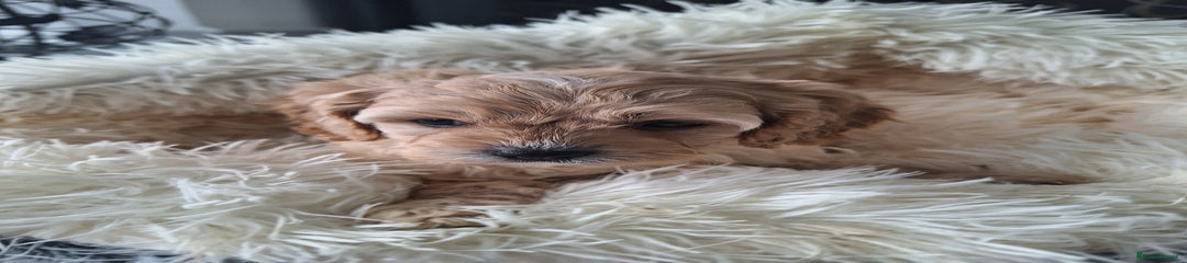 Cavapoo Puppy 5