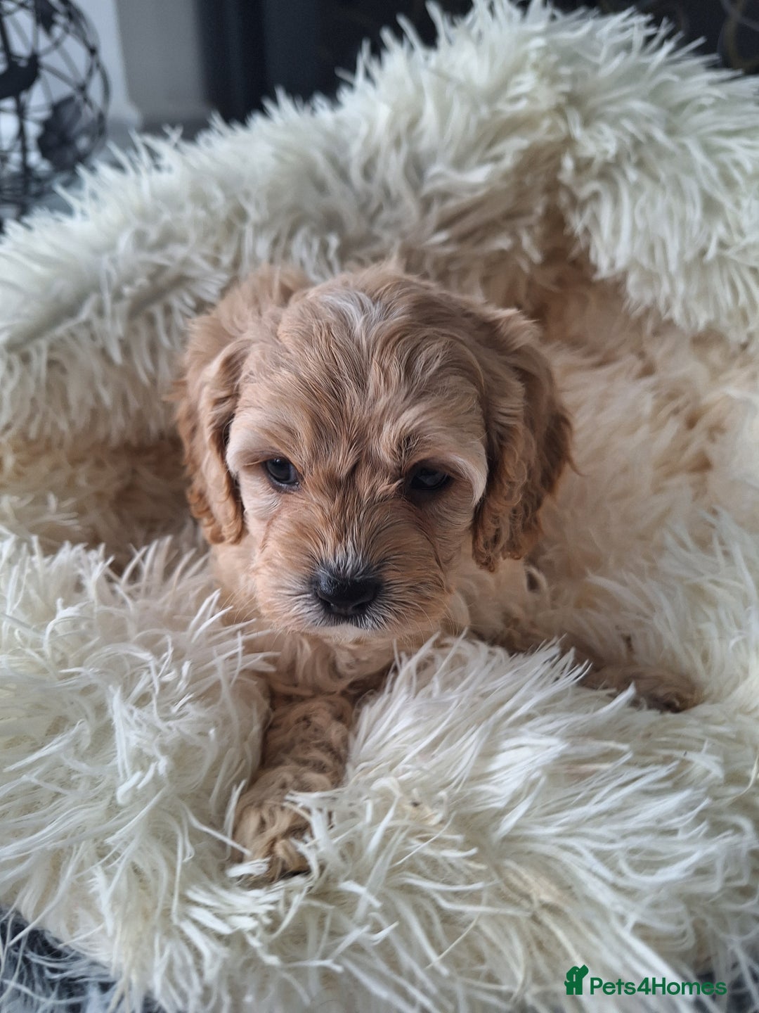 Cavapoo dogs for sale: CAVAPOO PUPPIES - Image 10