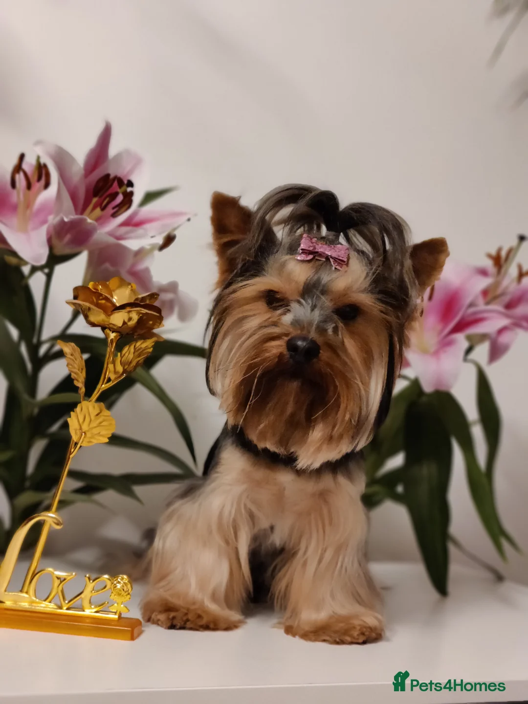 Yorkshire Terrier dogs for stud: Pedigree Yorkshire terrier for STUD only in Hull - Advert 19