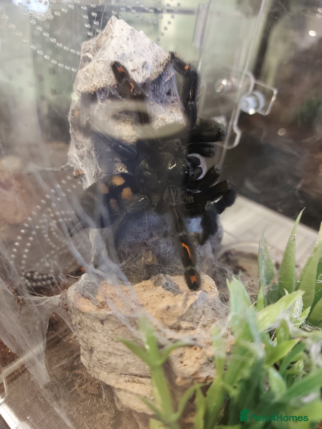 Tarantulas invertebrates for sale: Rehoming Collection of 17 Tarantulas, 1 Scorpion - Image 14