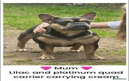 French Bulldog dogs for sale: 🏆 OVER 20 IMPERIAL CHAMPIONS IN THE BLOODLINE 🏆 - Image 2