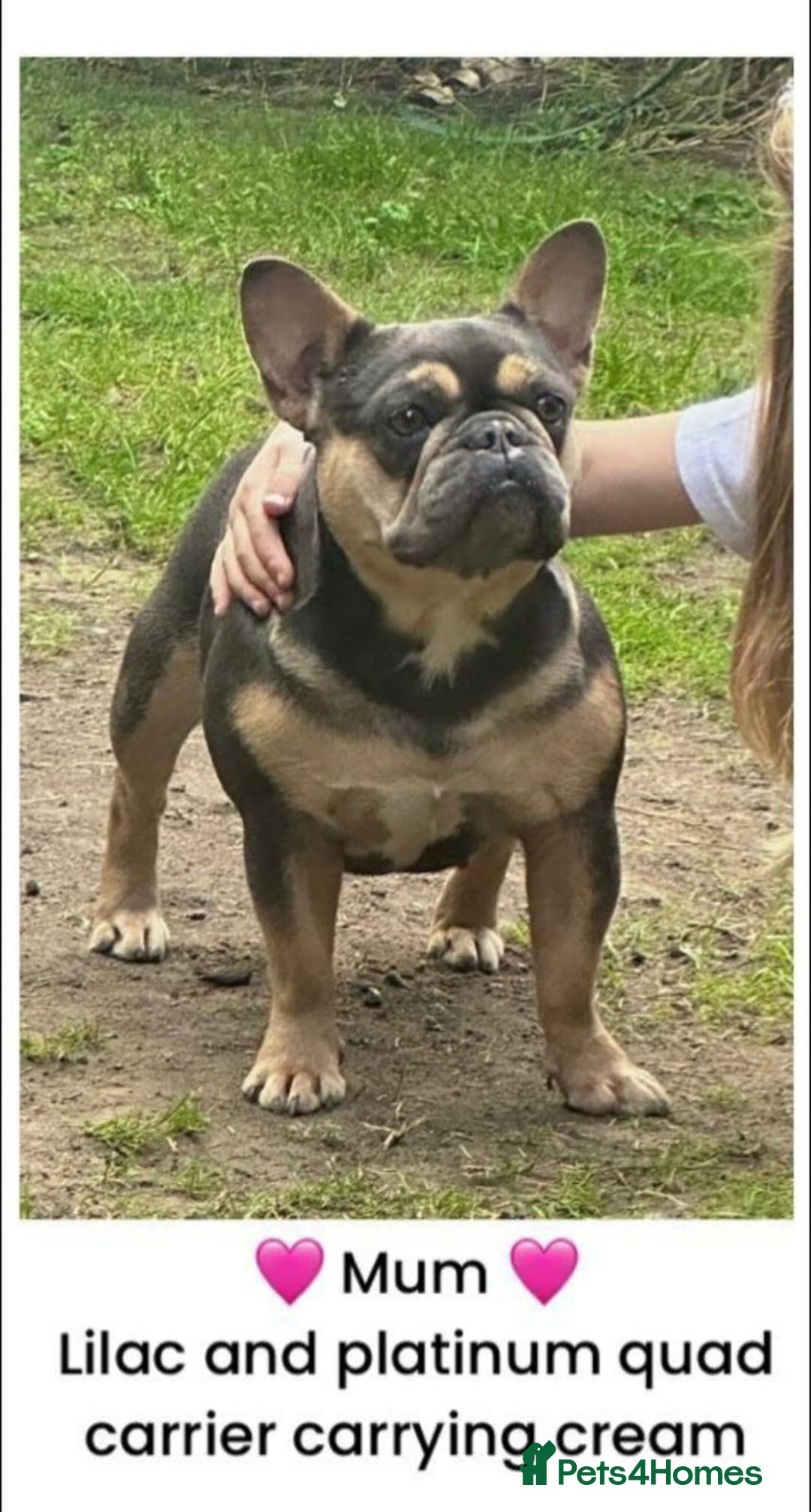 French Bulldog dogs for sale: 🏆 OVER 20 IMPERIAL CHAMPIONS IN THE BLOODLINE 🏆 - Image 2