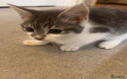 British Shorthair cats for sale: Cute Russian blue x British shorthair kittens  - Advert 8