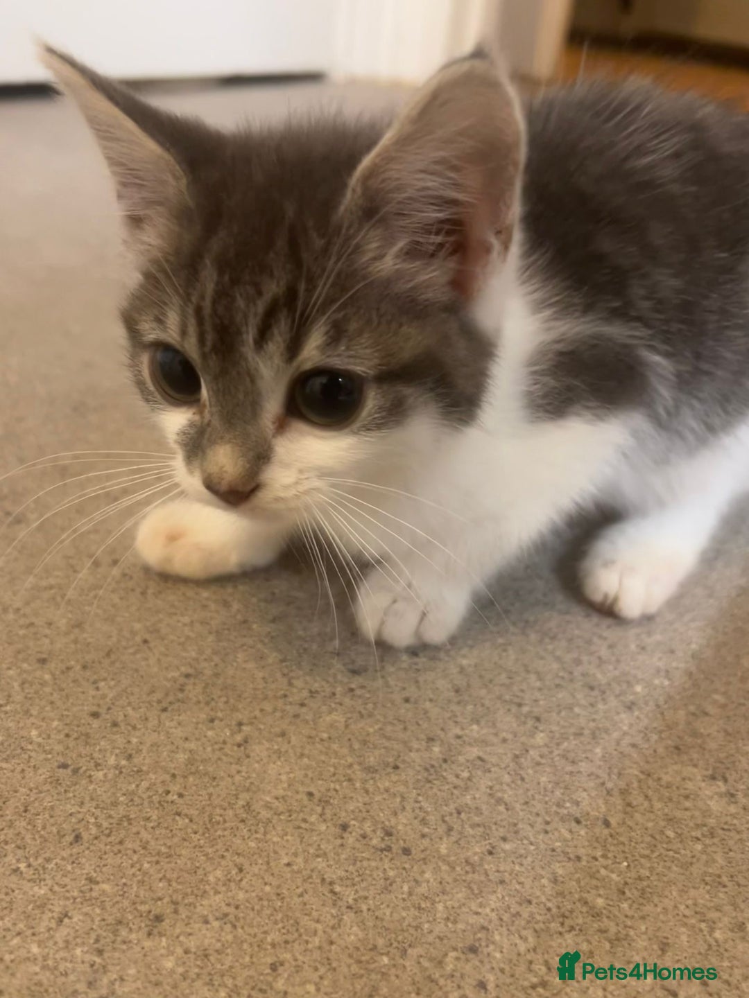 British Shorthair cats for sale: Cute Russian blue x British shorthair kittens  - Advert 8