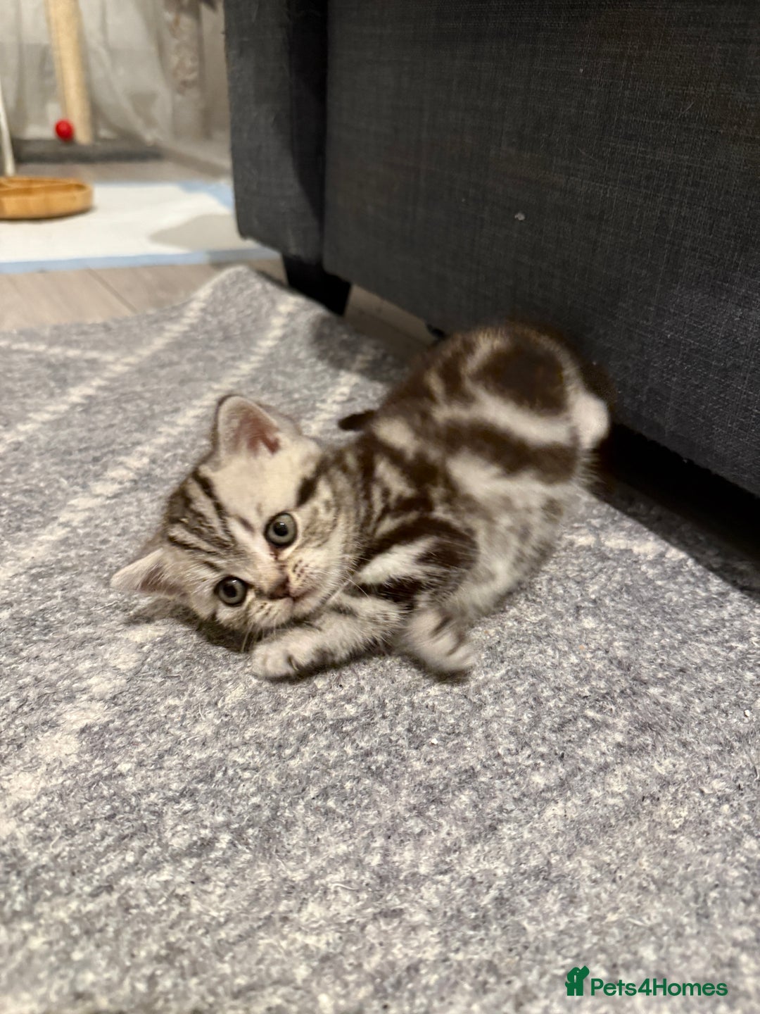 Scottish Fold cats for sale: 🐾 Adorable Scottish Straight kittens  - Advert 6