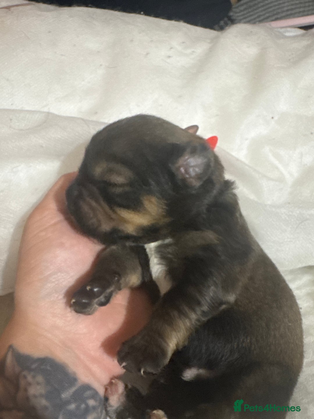 Mixed Breed dogs for sale: Rottweiler cross puppies - Image 9