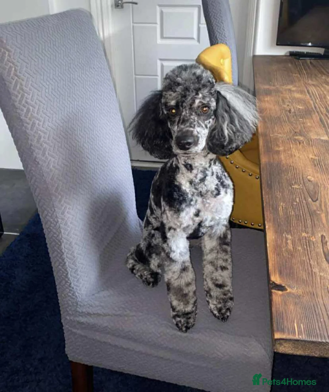 Cockapoo dogs for sale: F1b Cockapoo puppies - Advert 2