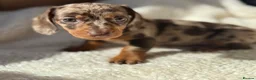 Miniature Dachshund dogs for sale: Beautiful miniature dachshund puppies  - Advert 30