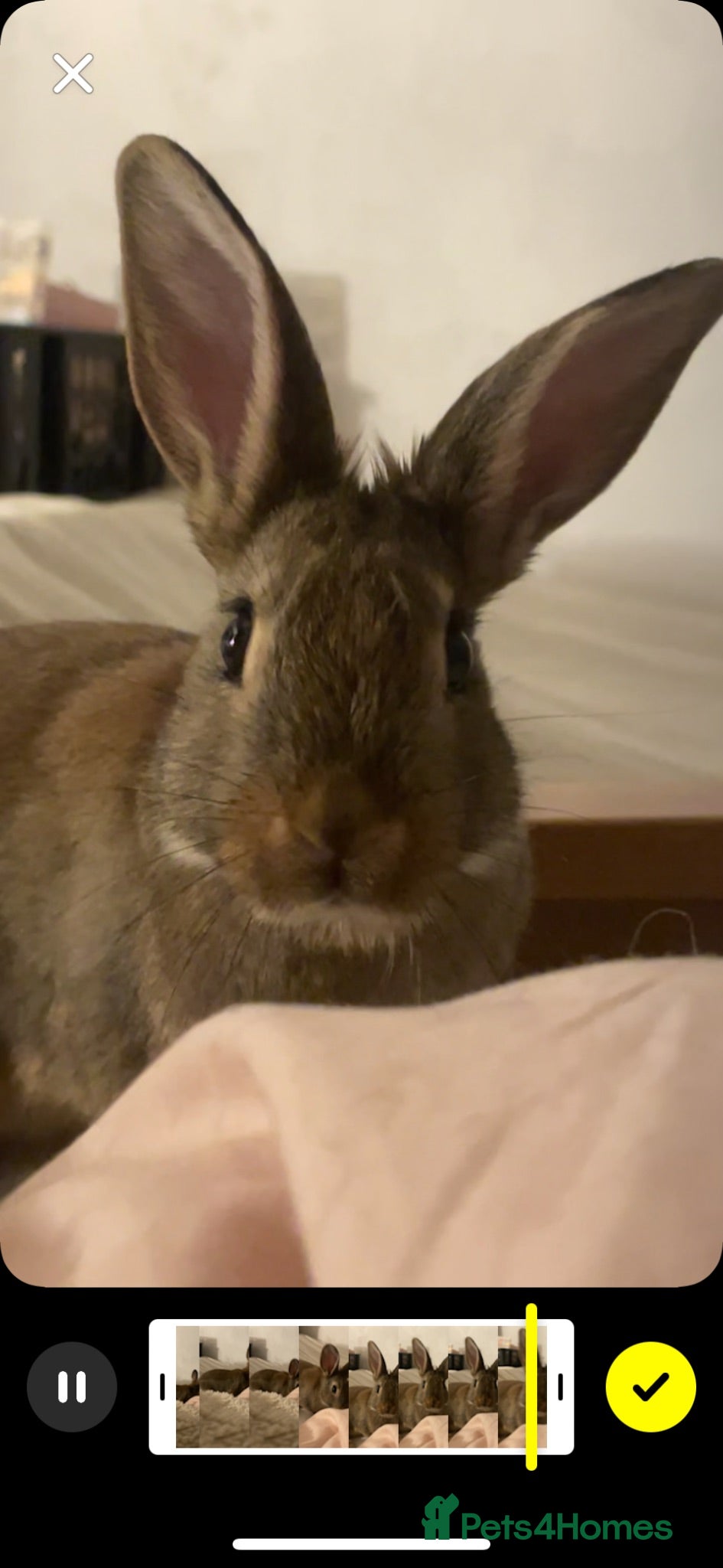 Guinea Pig rodents 1 male rabbit (bambi) - Advert 21