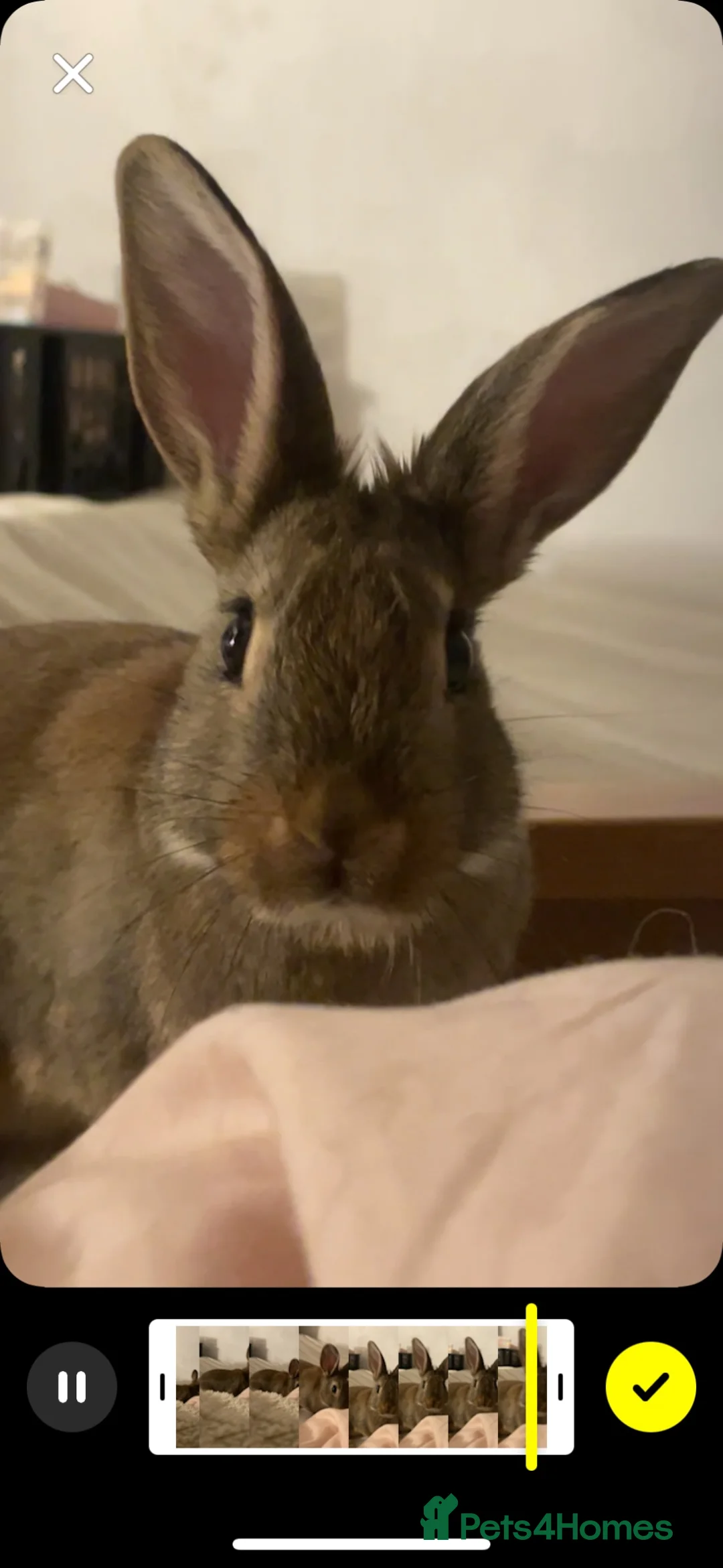 Guinea Pig rodents for sale: 1 male rabbit (bambi) - Advert 1