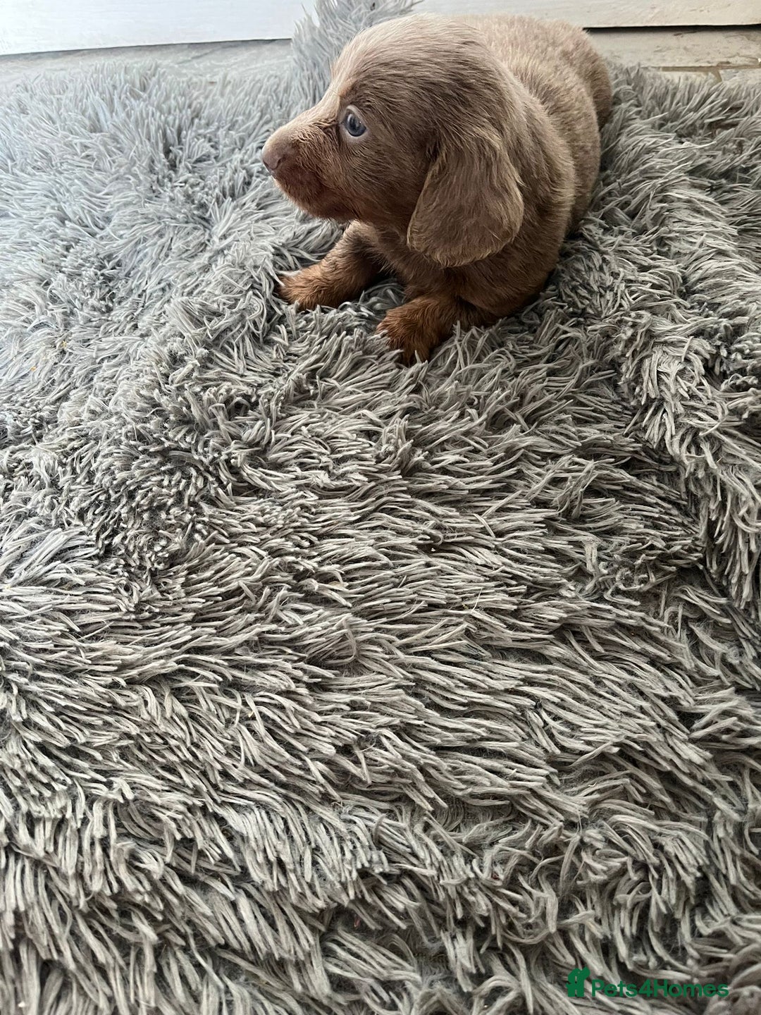 Dachshund dogs for sale: 2 Boy fluffy Dachshund puppys - Image 2