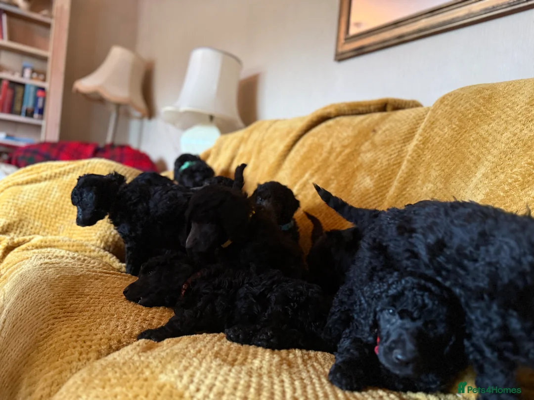 Standard Poodle dogs for sale: Silver & blue KC registered Standard Poodle Boys - Advert 15