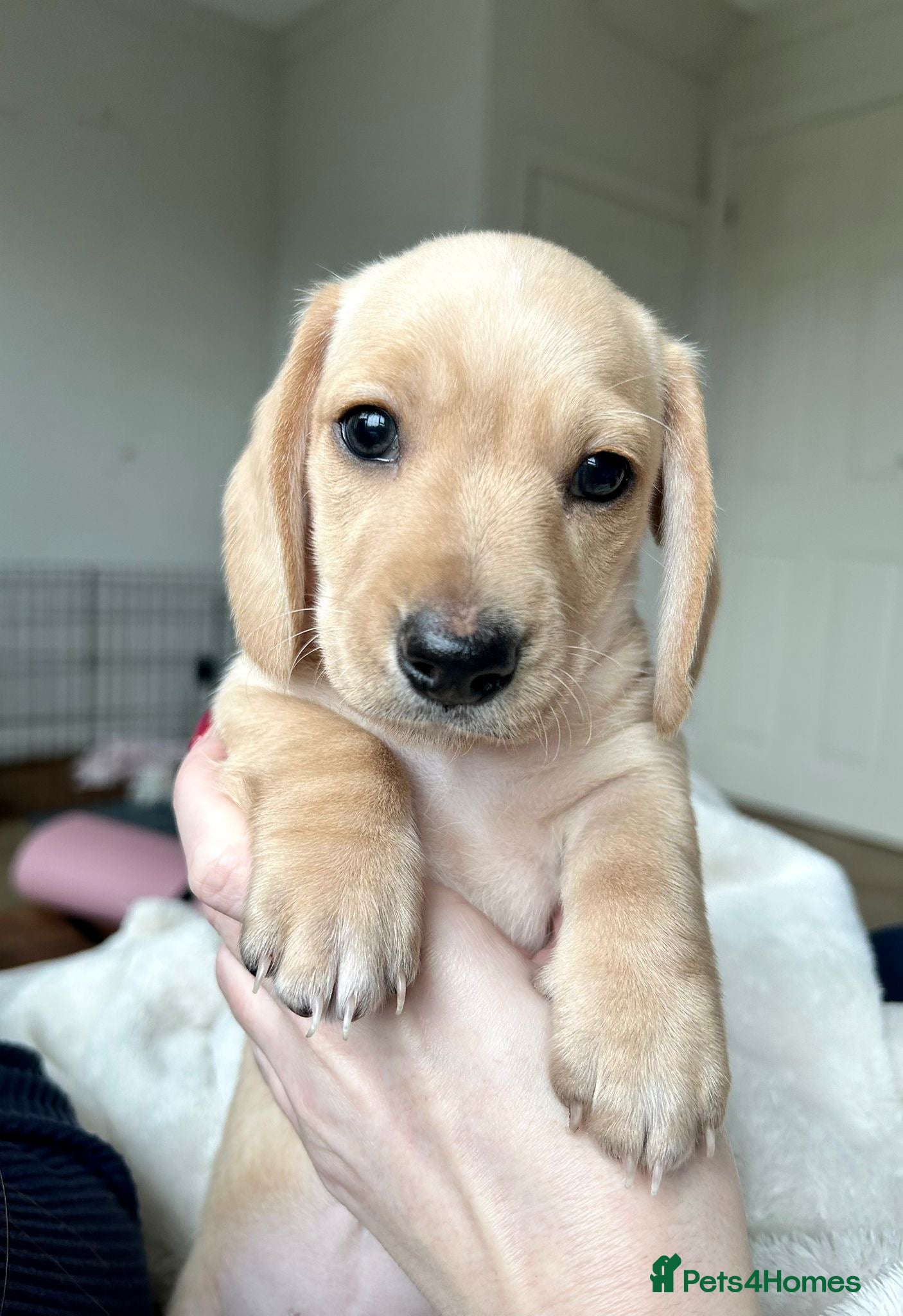 Miniature Dachshund dogs ✨ KC Smooth haired cream miniature dachshunds✨ - Advert 5