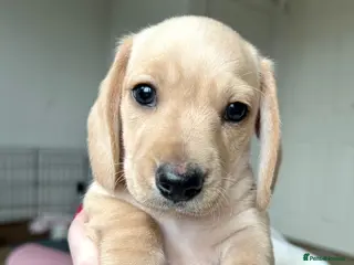 Miniature Dachshund dogs ✨ KC Smooth haired cream miniature dachshunds✨ - Advert 5