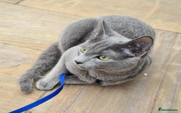 Russian Blue cats for sale: READY NOW! CHAMPION SIRED GCCF RUSSIAN BLUES 😍  in Markfield - Image 21