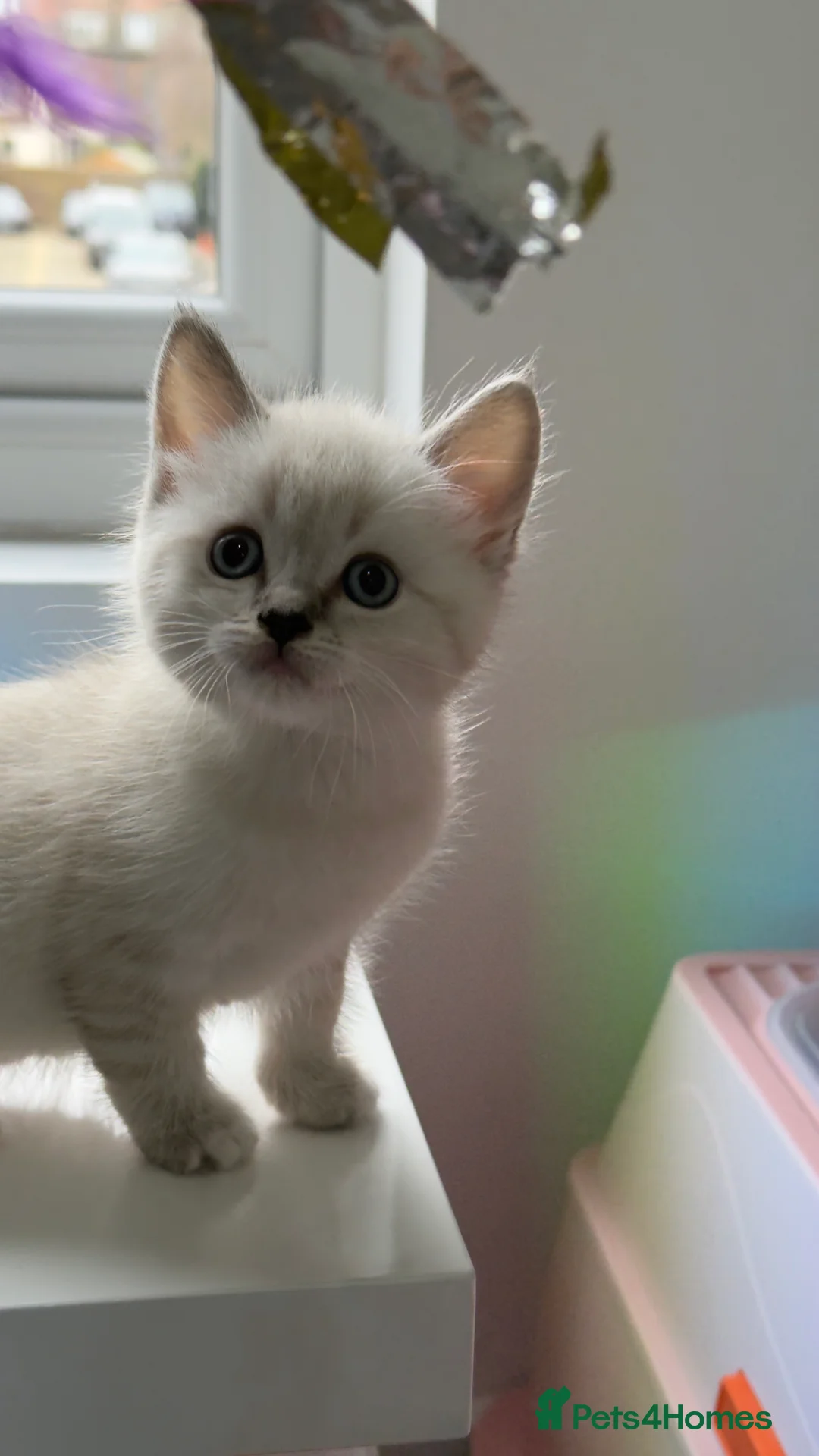 Ragdoll cats for sale: Beautiful Friendly Kitten Looking for Home😍 in London - Advert 1