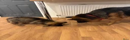 German Shepherd dogs for sale: Female long hair Germany shepherd pup - Advert 12