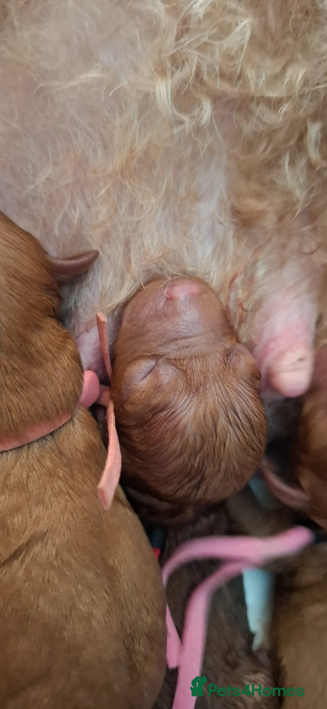 Cavapoo dogs for sale: Beautiful Cavapoo F1 .. - Advert 2