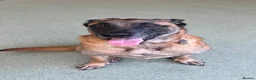 Mixed Breed dogs for sale: Belgian Malinois cross in Saint Helens - Advert 2