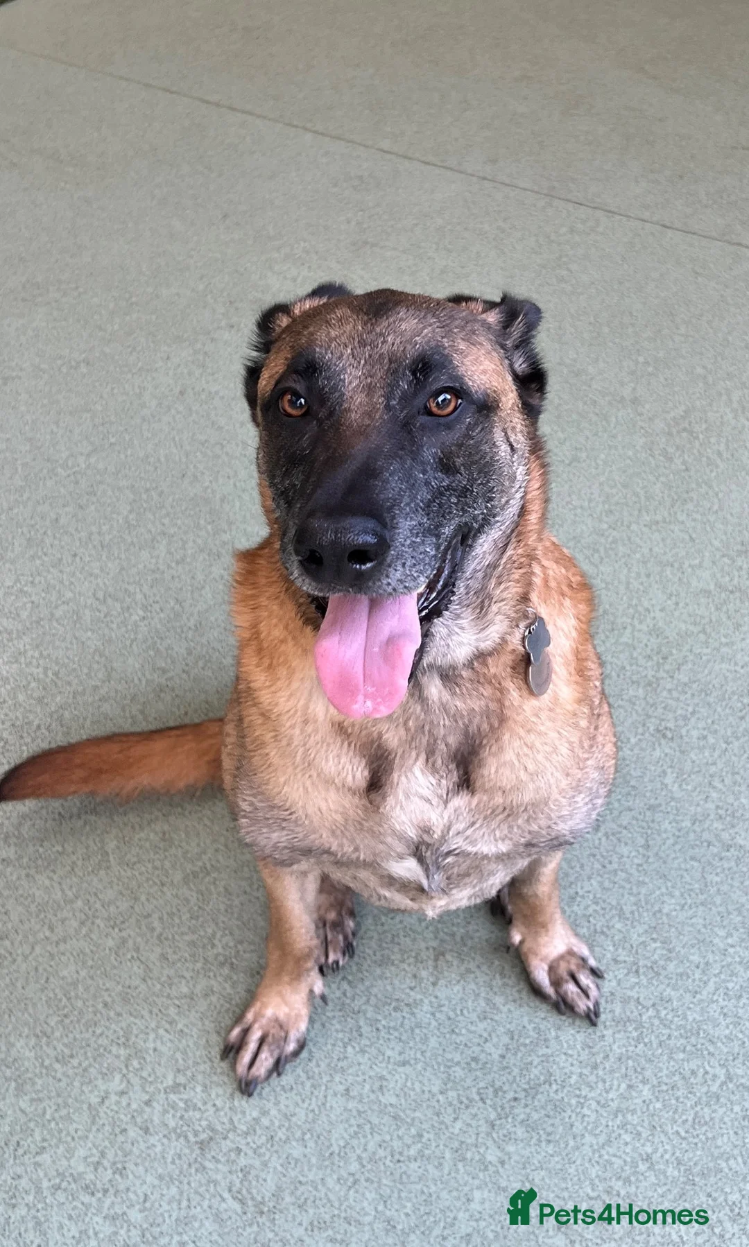 Mixed Breed dogs for sale: Belgian Malinois cross in Saint Helens - Advert 2