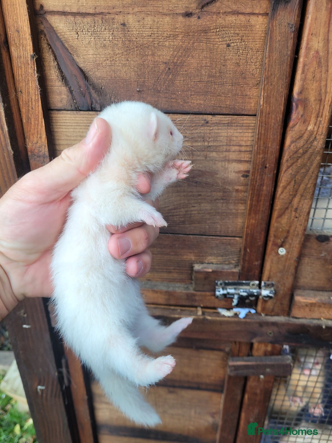 Ferret rodents for sale: Albino ferrets  - Image 4