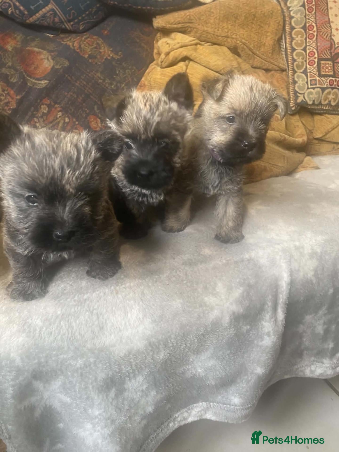 Cairn Terrier dogs Cairn Terrier Puppies - Advert 2