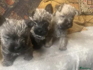 Cairn Terrier dogs Cairn Terrier Puppies - Advert 2