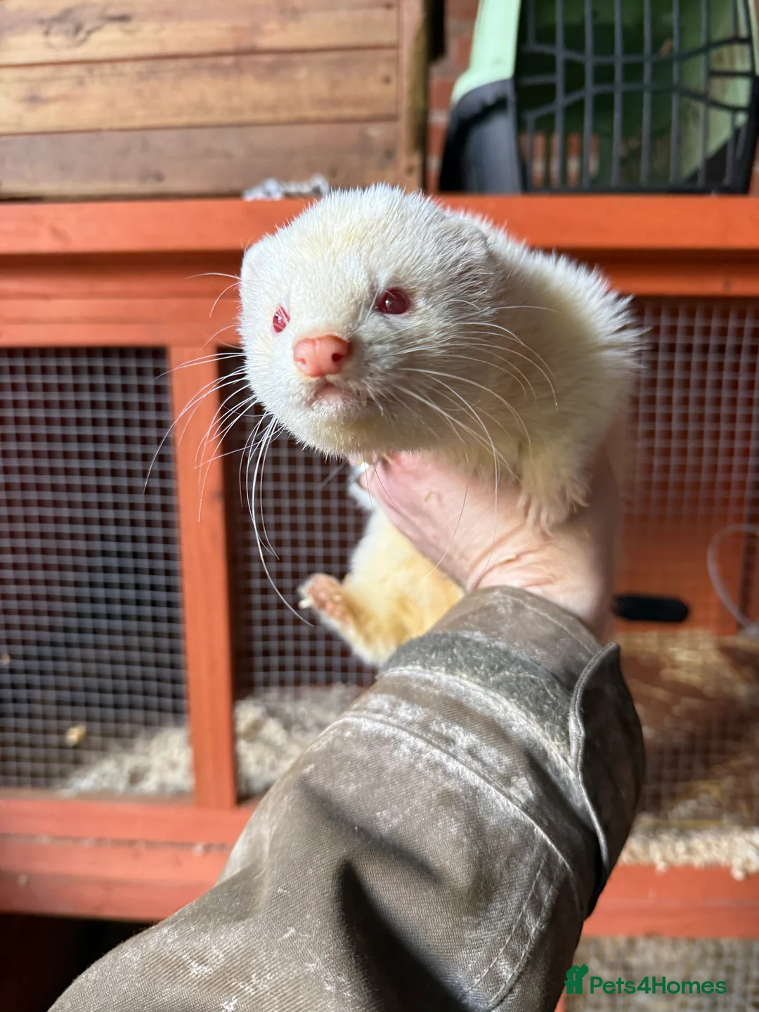 Ferret rodents for sale: Silver & Albino Hob ferrets looking for new home - Advert 5