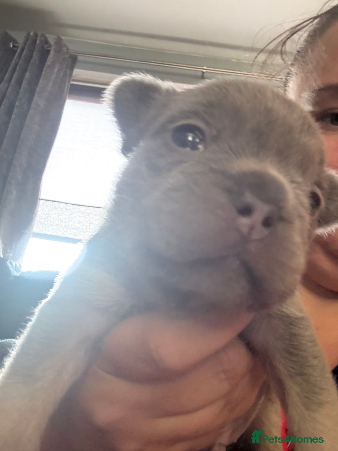 French Bulldog dogs for sale: French bulldog pup - Image 5