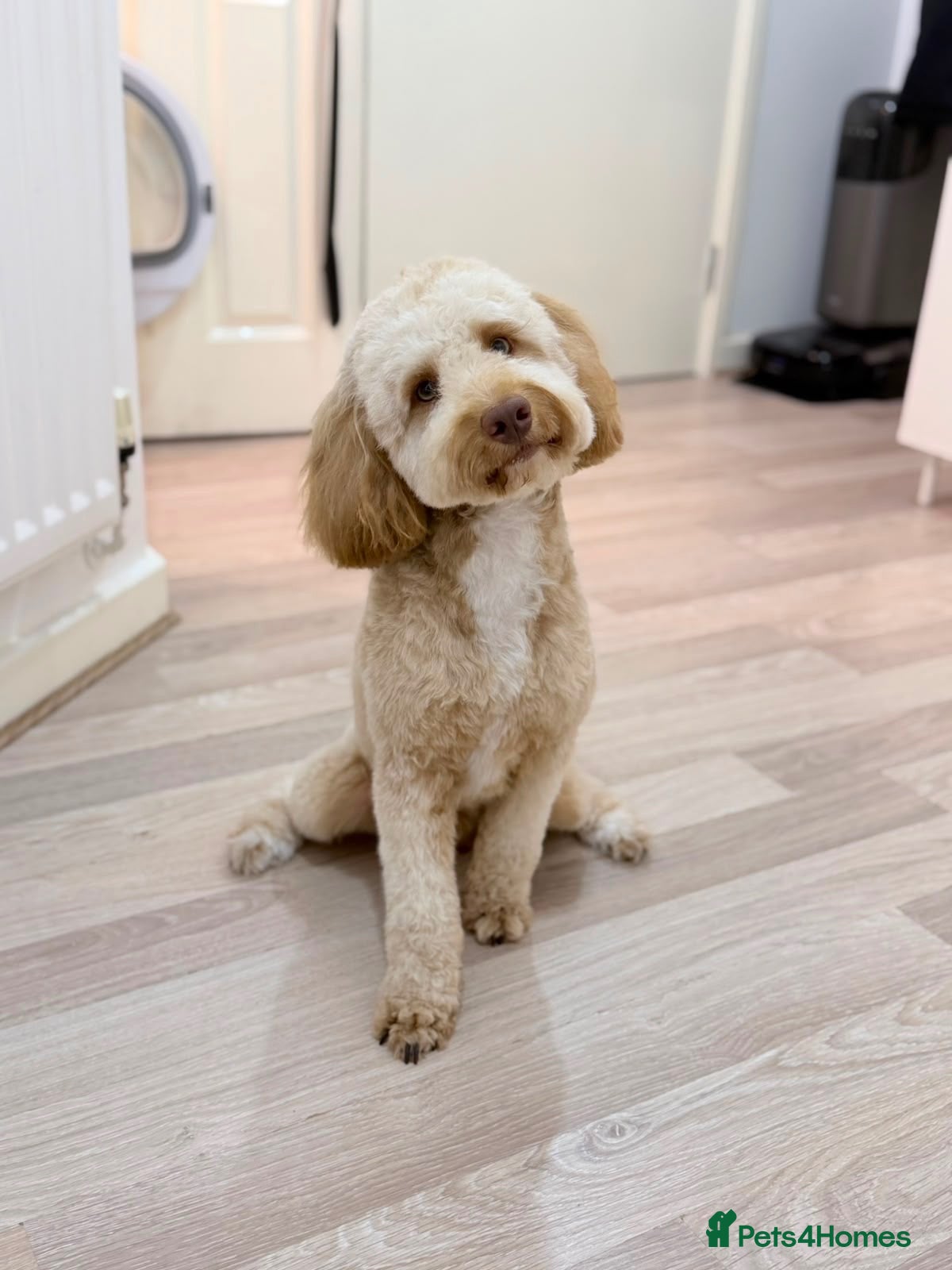 Cockapoo dogs for stud: Beautiful Male Cockapoo Available for Stud - Advert 1