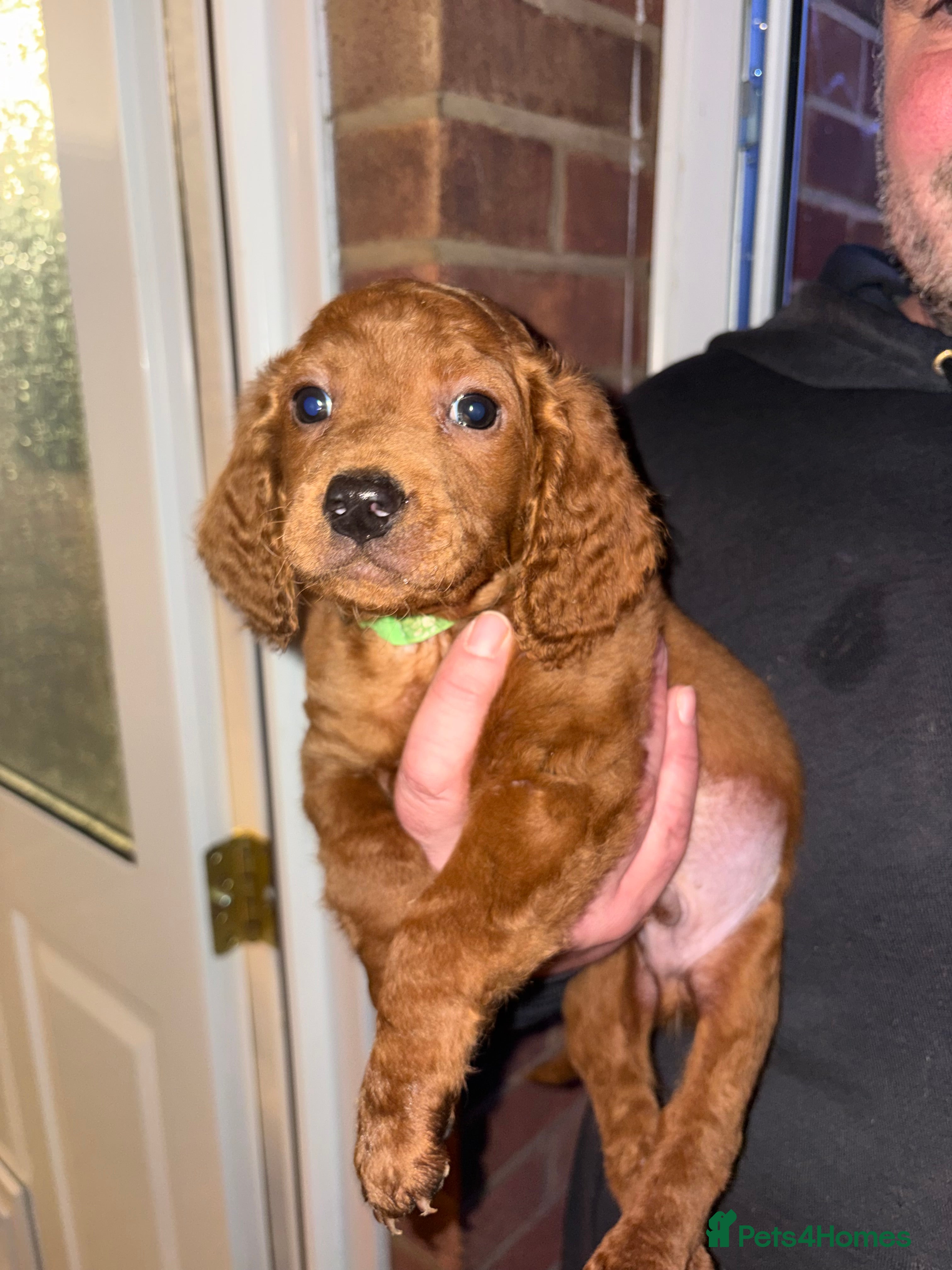 Cockapoo dogs Cockapoo puppies  - Advert 3