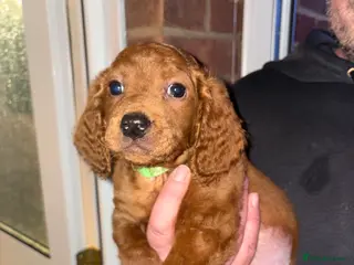 Cockapoo dogs Cockapoo puppies - Advert 3