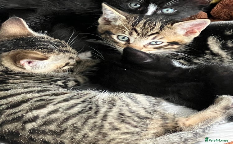 Bengal cats - Advert 13