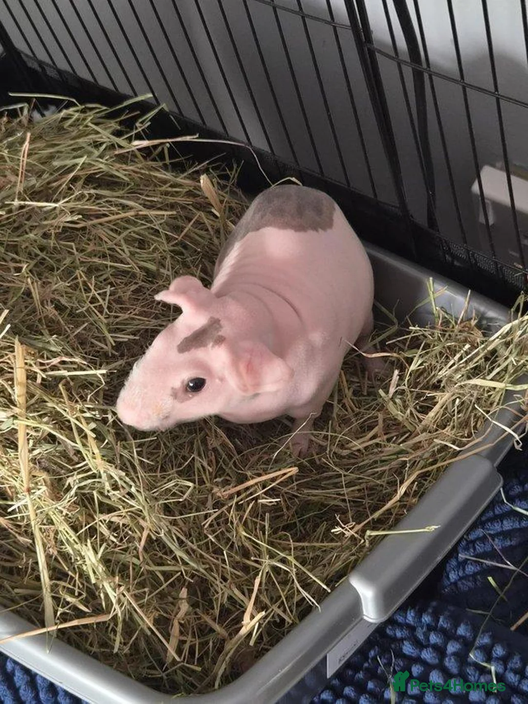 Guinea Pig rodents for sale: Skinny pigs  in Wallsend - Advert 5