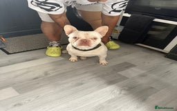 French Bulldog dogs for stud: KCR French bulldog for stud - Image 1