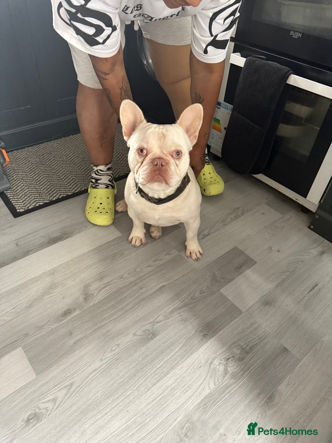 French Bulldog dogs for stud: KCR French bulldog for stud - Image 1